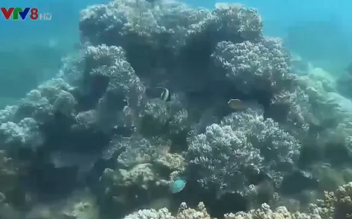 Bảo vệ hệ sinh thái san hô tại Phú Yên