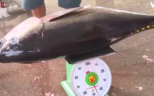 Ngư dân bức xúc vì giá cá ngừ liên tục giảm