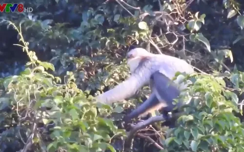 Quảng Nam khẩn cấp triển khai bảo tồn voọc chà vá chân xám quý hiếm