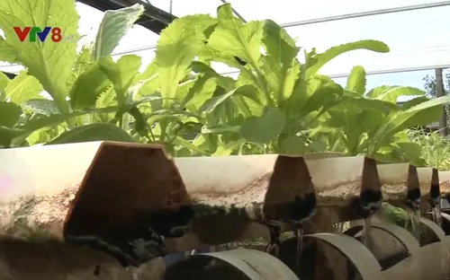 Giới trẻ đầu tư vào nông nghiệp sạch