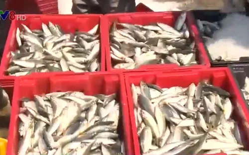 Thừa Thiên Huế tồn đọng hàng trăm tấn cá