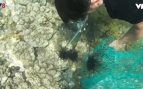 Mùa Nhum ở Mũi Ba làng An tỉnh Quảng Ngãi