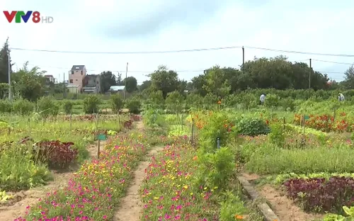 An Farm - Khu vườn vui vẻ