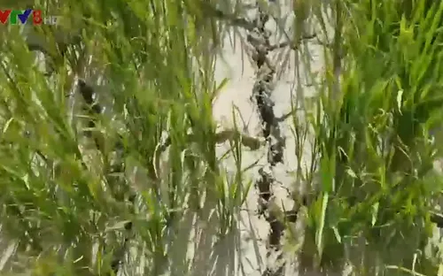 Quảng Trị: Nước nhiễm mặn gây khó khăn cho sản xuất nông nghiệp