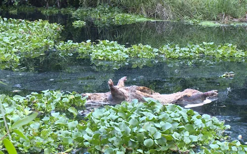 Nhiều xác heo chết bị thả xuống kênh tại TP.HCM