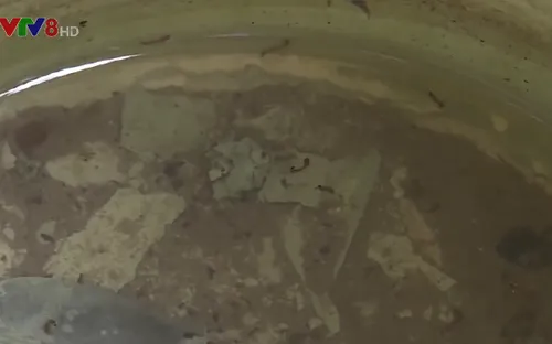 Phú Yên: Gần 3.200 ca sốt xuất huyết