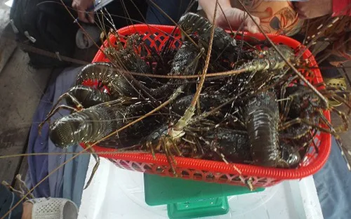 Tôm hùm giảm giá một nửa khiến người nuôi thua lỗ