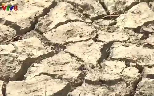 Người dân không mặn mà chuyển đổi cơ cấu cây trồng