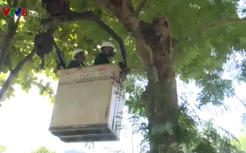 Vì sao Đà Nẵng chặt tỉa cây trong mùa nắng nóng?