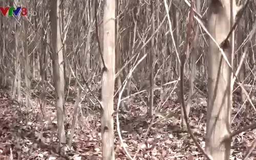 Nông dân Quảng Ngãi điêu đứng vì rừng trồng chết khô do nắng nóng