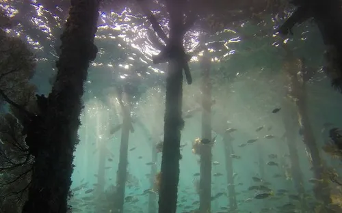 Khu rừng thời cổ đại 10.000 năm tuổi chìm dưới đáy biển