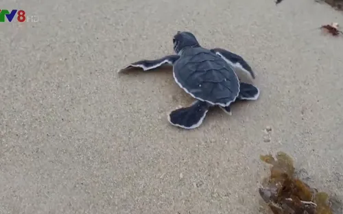 Bảo tồn rùa biển tại khu dự trữ sinh quyển thế giới Cù Lao Chàm