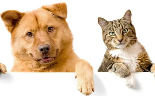 Chó hay mèo thông minh hơn?