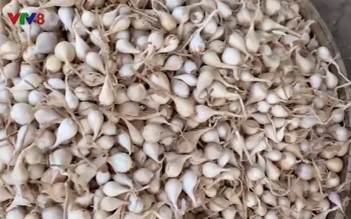 Bình minh trên "vương quốc" hành tỏi