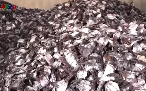 Quảng ngãi: Ngư dân lao đao vì tồn đọng trên 3 ngàn tấn mực khô