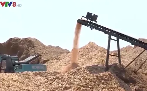 Quảng Trị: Nhiều sai phạm tại các nhà máy dăm gỗ