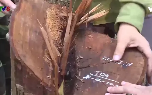 Quảng Bình cần xử lý nghiêm trách nhiệm các chủ rừng để xảy ra tình trạng phá rừng