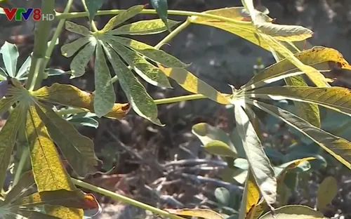 Hàng trăm héc ta sắn ở Thừa Thiên Huế bị bệnh nhện đỏ