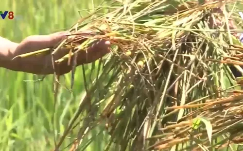 Quảng Nam: Gia tăng nạn chuột phá hoại đồng ruộng