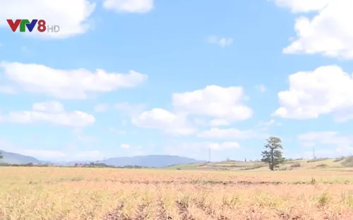 Phú Yên mía chết trắng đồng