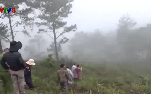 Lâm Đồng: Bắt 11 đối tượng phá rừng phòng hộ Đà Lạt