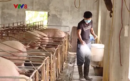 Dịch tả lợn Châu Phi hoành hành tại Quảng Nam