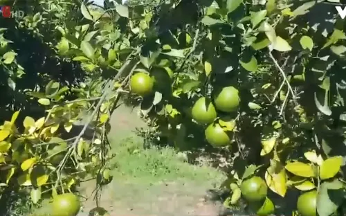 Quảng Trị phát triển trồng cam sạch