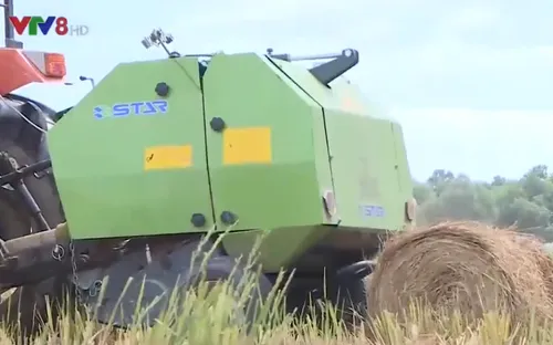 Hiệu quả mô hình gom rơm bằng máy cuốn rơm ở Thừa Thiên Huế