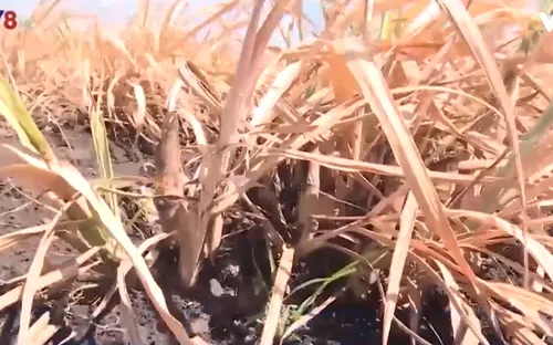 Phú Yên: Nguy cơ thiếu trầm trọng nguyên liệu mía do nắng hạn