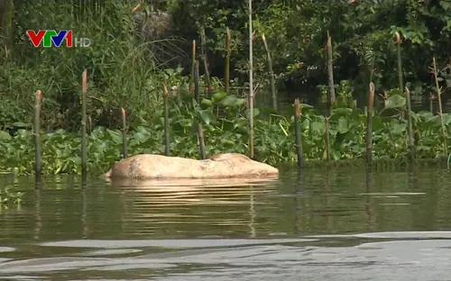 Hậu Giang: Xác lợn chết trôi trên sông, môi trường bị ô nhiễm nghiêm trọng
