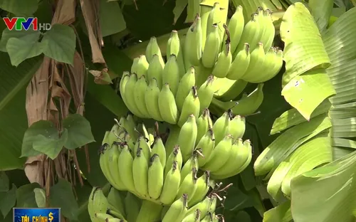 Dán tem truy xuất nguồn gốc nông sản: Nhiều nông dân chưa mặn mà