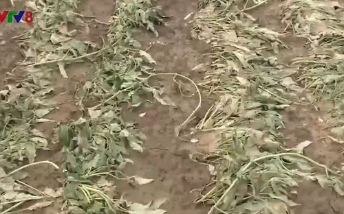 Đà Nẵng: Nông nghiệp thiệt hại do nhiễm mặn