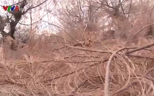 Rừng phòng hộ chống biển đổi khí hậu chết vì nắng hạn