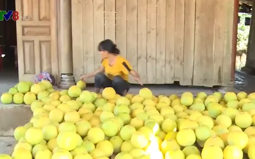 Hà Tĩnh giúp dân vùng lũ tiêu thụ Bưởi