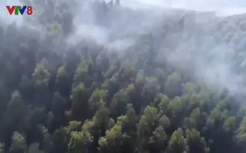 Phú Yên: Cần đưa ra lệnh cấm người vào rừng để hạn chế cháy rừng