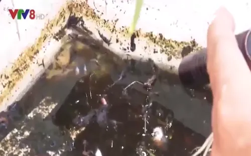 Khó khăn trong phòng chống sốt xuất huyết tại Đà Nẵng