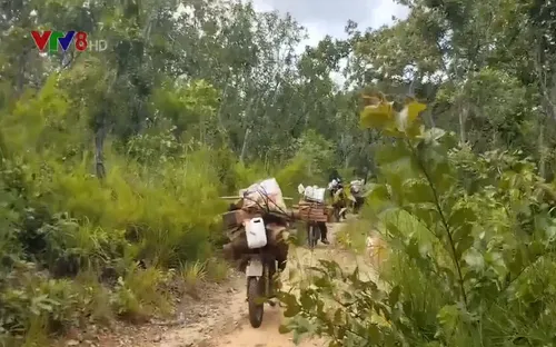 Tan hoang rừng phòng hộ Chư Mố, Gia Lai