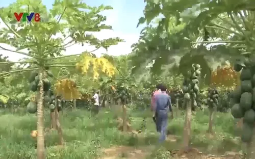 Quảng Nam hình thành vùng chuyên canh cây ăn quả