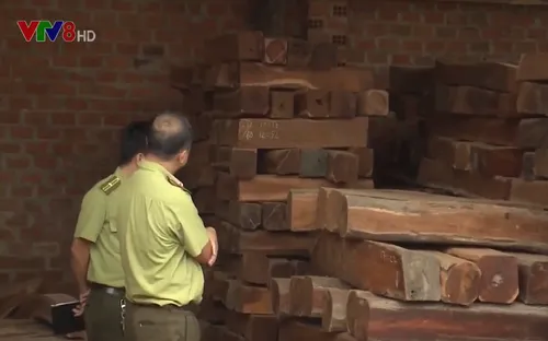 Gỗ lậu về đâu?