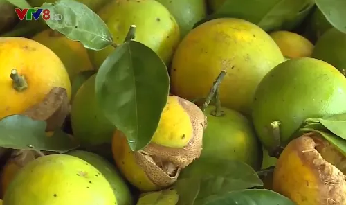 Khó bảo quản nông sản thu hoạch chạy lũ