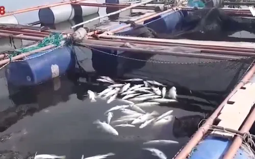 Hà Tĩnh: Kết luận nguyên nhân cá chết hàng loạt