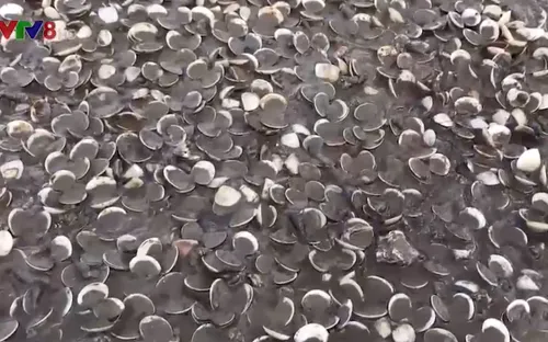 Ngao chết hàng loạt ở Hà Tĩnh