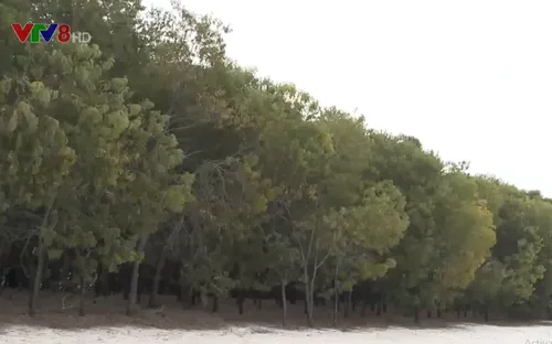 Quảng Nam giữ rừng phòng hộ ven biển