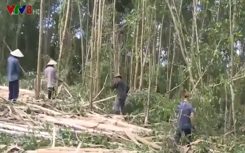 Phú Yên: Phát triển HTX lâm nghiệp theo chuỗi giá trị bền vững.