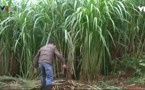 Lâm đồng phát triển đồng cỏ chăn nuôi quy mô lớn