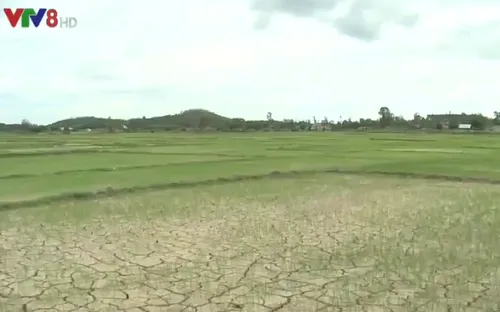 Gia Lai nhiều địa phương bị hạn nặng giữa mùa mưa