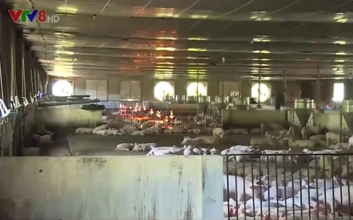 Khánh Hòa: Ổn định chăn nuôi heo trong mùa dịch bệnh