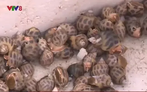 Thừa Thiên Huế nuôi thành công ốc hương trên cát