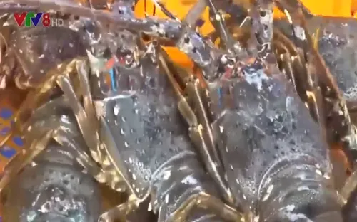 Giá tôm hùm giảm gần 1 nửa, ngư dân khó khăn