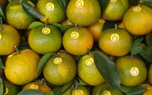 Tuyên Quang sẽ xây dựng một số sản phẩm OCOP